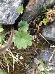 Micranthes nelsoniana