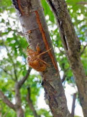 Graptopsaltria nigrofuscata