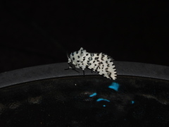 Kamalia australis