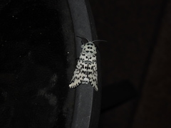 Kamalia australis