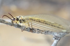 Myrmecaelurus trigrammus