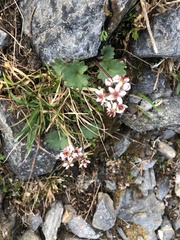 Micranthes nelsoniana