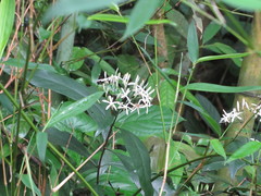 Tarenna gracilipes