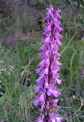 Dactylorhiza elata
