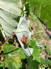 Graptopsaltria nigrofuscata