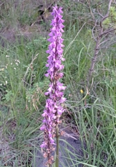 Dactylorhiza elata