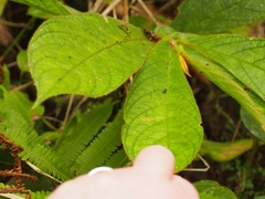 Columnea purpurata