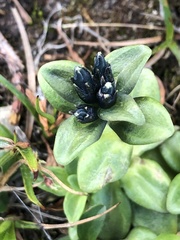 Gentiana glauca
