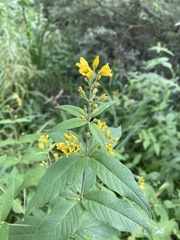 Lysimachia vulgaris