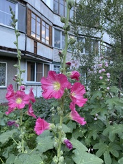 Alcea rosea