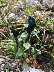 Gentiana glauca