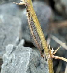 Macronemurus