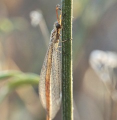 Macronemurus