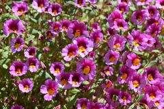 Erythranthe rhodopetra