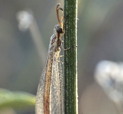 Macronemurus