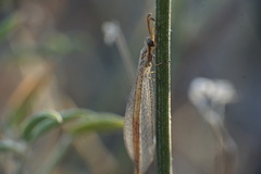 Macronemurus