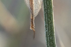 Macronemurus