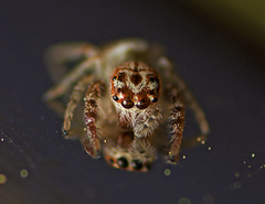 Opisthoncus alborufescens