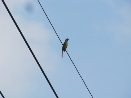 Collared Finchbill (Spizixos semitorques), photo 10
