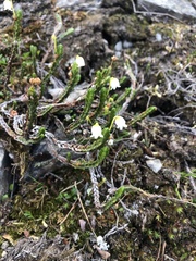 Cassiope tetragona