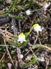 Cassiope tetragona