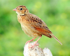 Mirafra javanica cantillans