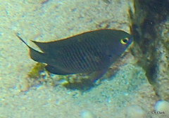 Plectroglyphidodon marginatus
