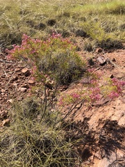 Calytrix exstipulata