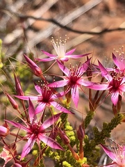 Calytrix exstipulata