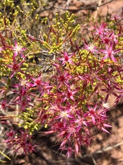 Calytrix exstipulata
