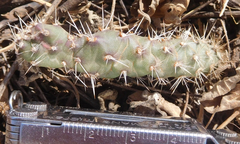 Opuntia tortispina