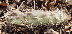 Opuntia tortispina