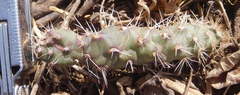 Opuntia tortispina