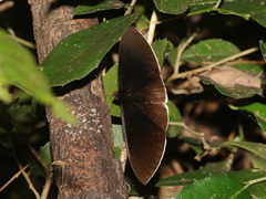 Lygniodes endoleucus