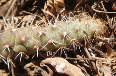 Opuntia tortispina