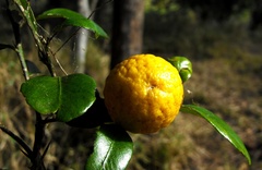 Citrus australis
