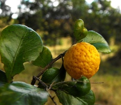 Citrus australis