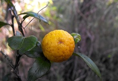 Citrus australis
