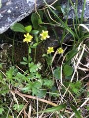 Ranunculus pygmaeus