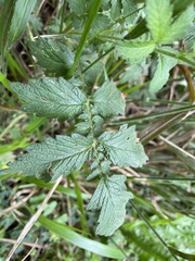 Agrimonia eupatoria