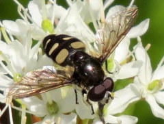 Sericomyia transversa