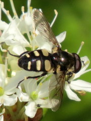 Sericomyia transversa