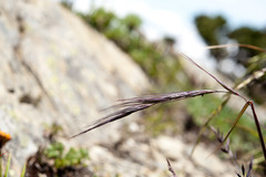 Elymus tsukushiensis