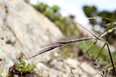 Elymus tsukushiensis