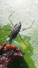 Gerris lacustris