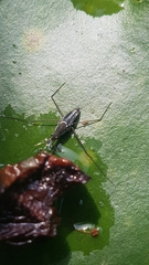 Gerris lacustris