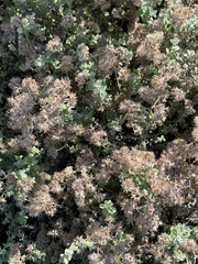 Plecostachys serpyllifolia