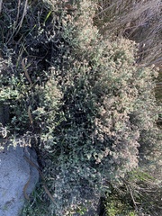 Plecostachys serpyllifolia