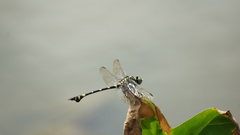 Ictinogomphus pertinax