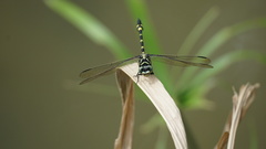 Ictinogomphus pertinax